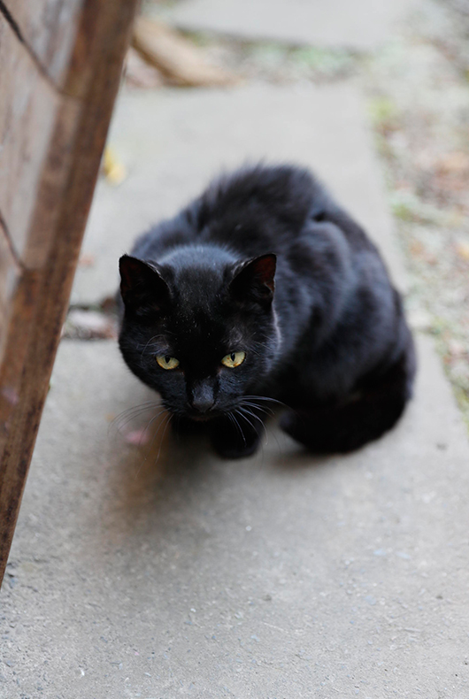 Makoto Asebi's cat at his studio in Japan.