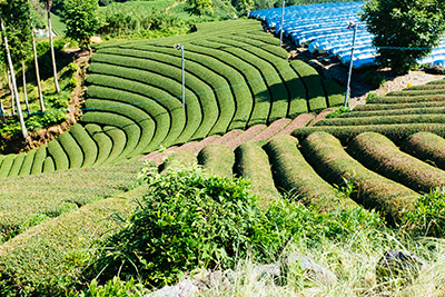 Abstract lines in the town of Wazuka
