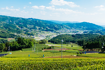 The Wazuka landscape, taken from the top of the tea farms.