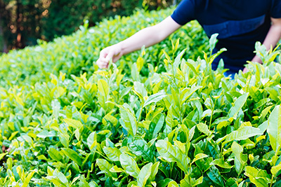 Tea picking in Wazuka, Kyoto.