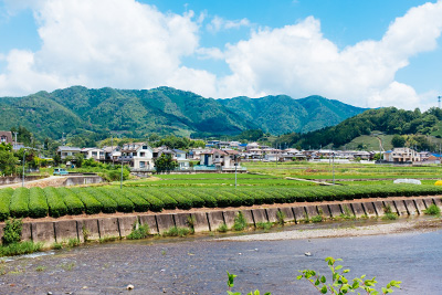 Tea Farms in the tea town of Wazuka in Kyoto