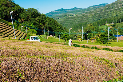 Maintaining the edges of the tea leaves in Wazuka, Kyoto.