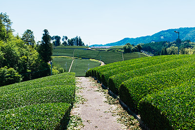 Beautiful tea landscape in Wazuka, Kyoto.