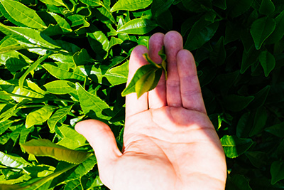 Picking tea leaves by hand in Wazuka, Kyoto.