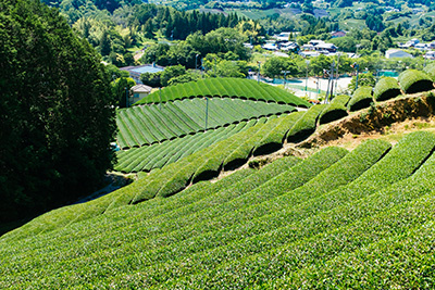 Parallel lines running across the hills of Wazuka in Kyoto.