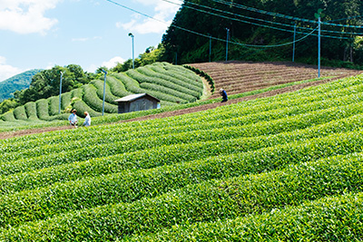 Harvesting Japanese Green Tea in Wazuka, Kyoto