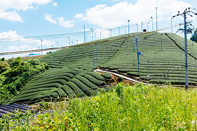The Wazuka hill line with unique ridges that set it apart from other tea picking areas.