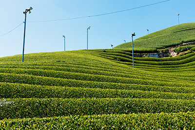 The famous ridges on the Wazuka hillside that gives this area such a unique aesthetic.