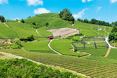 A View of the tea town of Wazuka in Kyoto, Japan